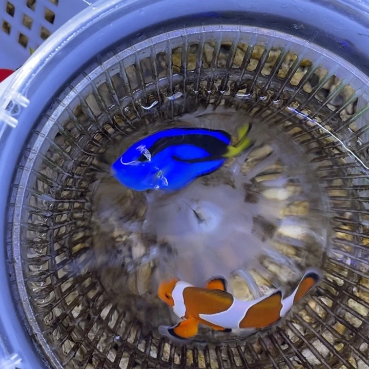 海水鱼蓝调一条顺丰包邮