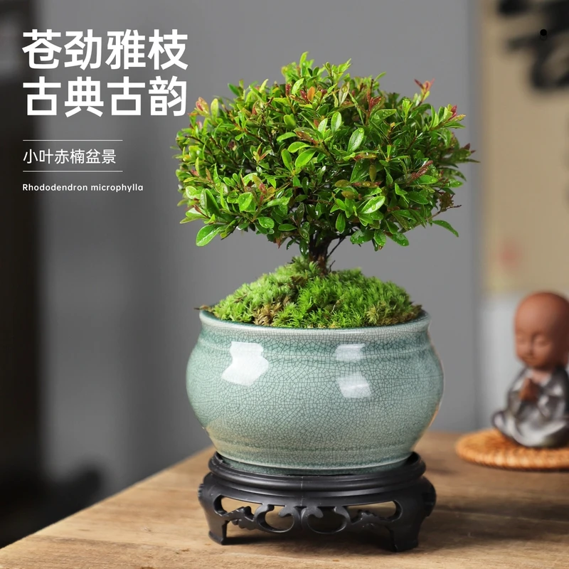 四季小叶赤楠盆景四季常青植物室内花卉清新桌面小绿植老桩盆景