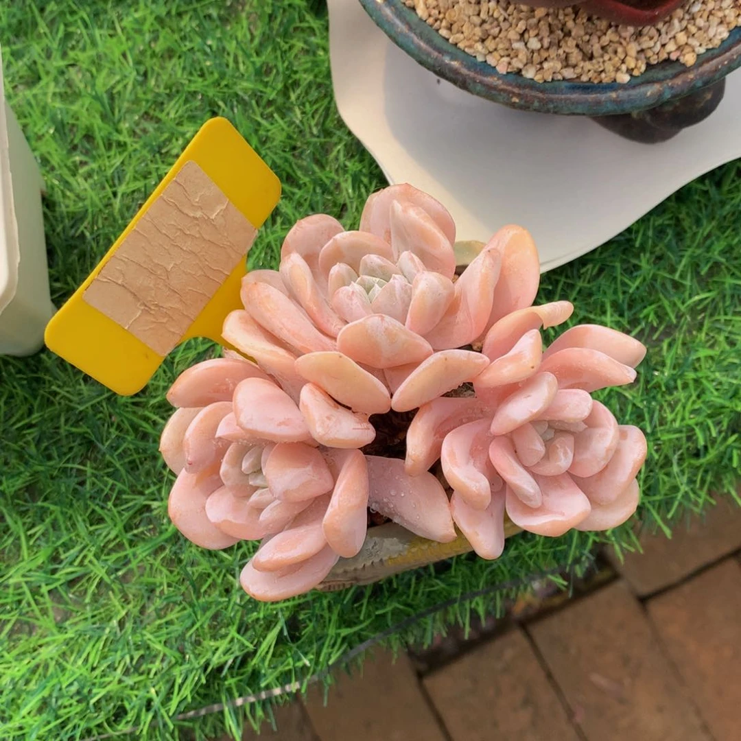 A****）雪特读肉植物6262