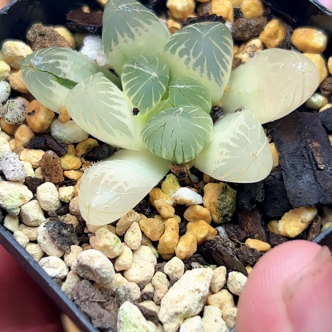 糊斑霓虹灯锦十二卷多肉植物