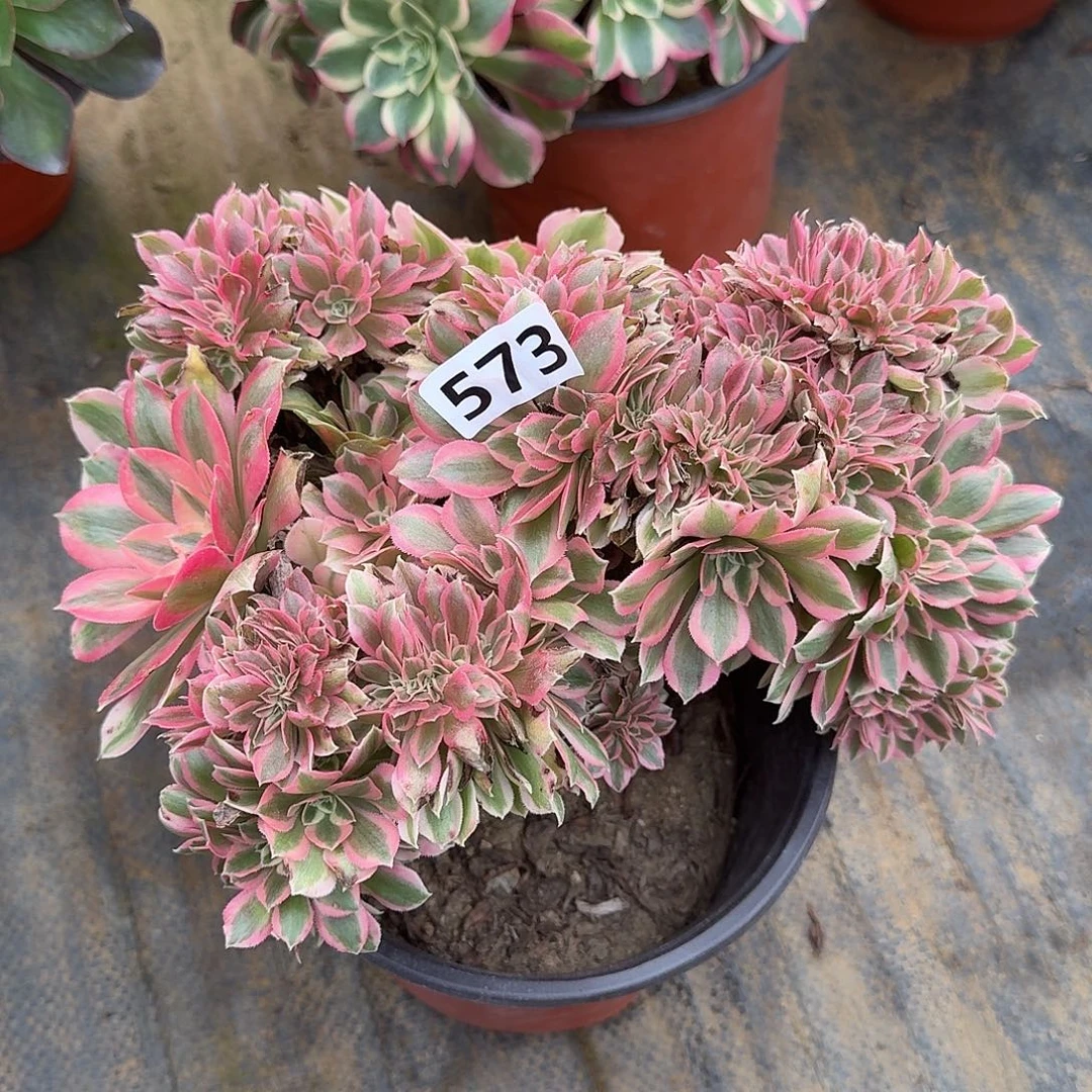 多肉植物粉女巫缀化573