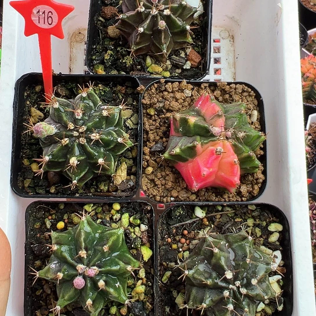 116号五棵组合福利价