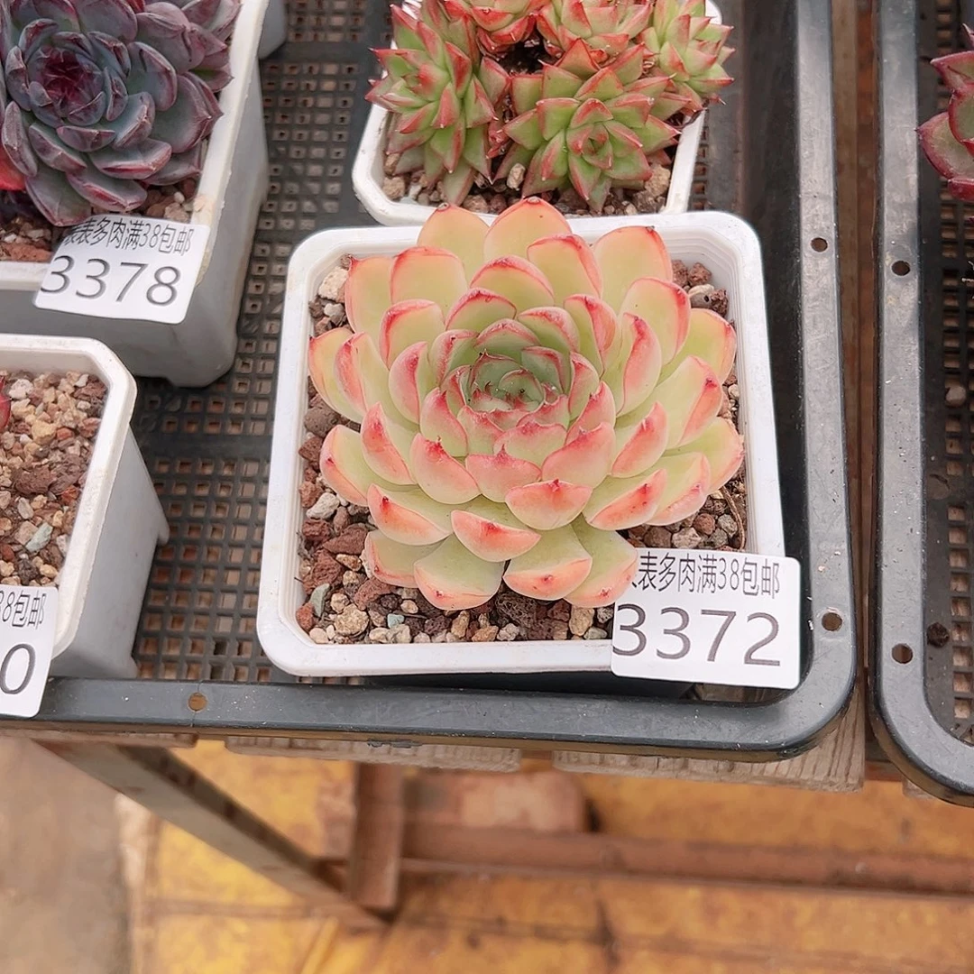 薰***草无花朵多肉一物＿拍植物3372