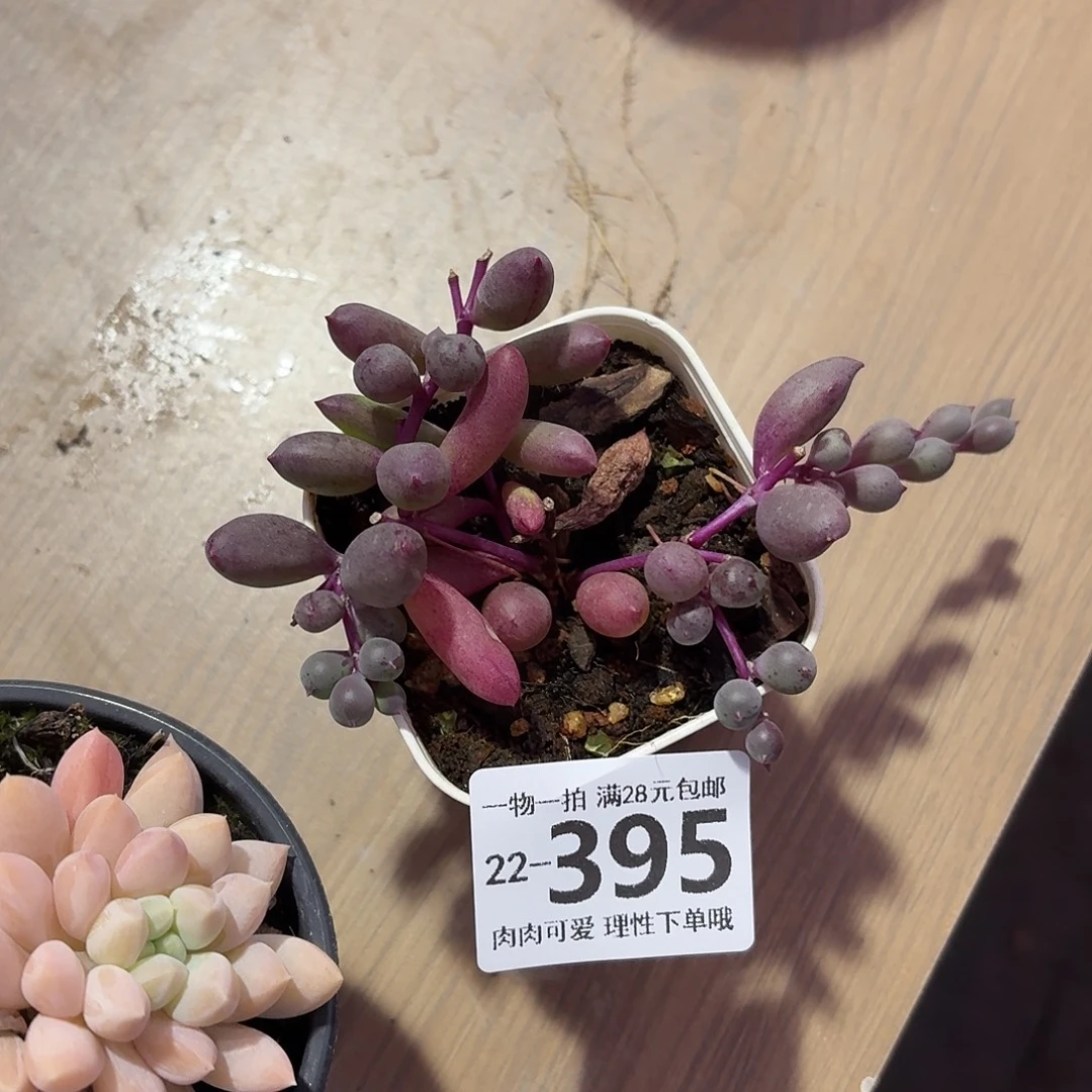 紫泡泡无盆发货无盆土发货无