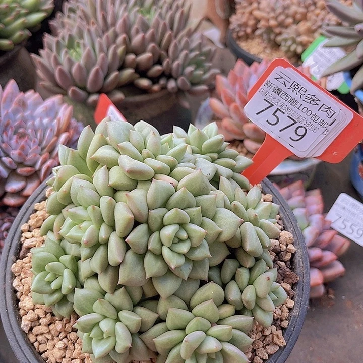 7579黄金象牙。