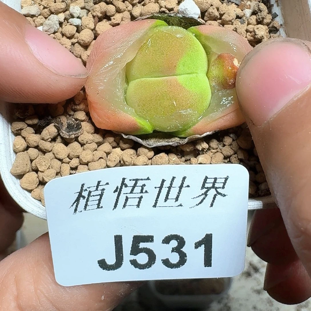 531号多肉植物哇fv