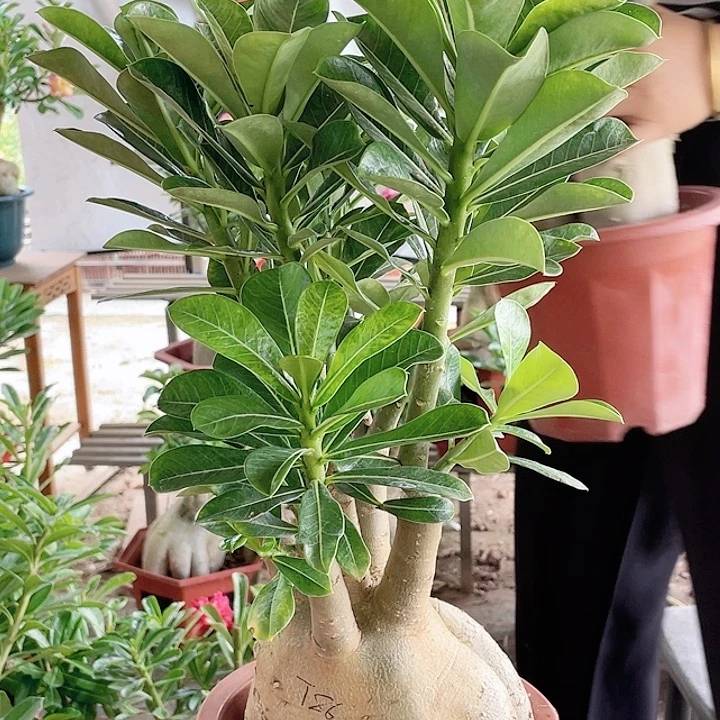 阳***烂完全开放沙漠玫瑰