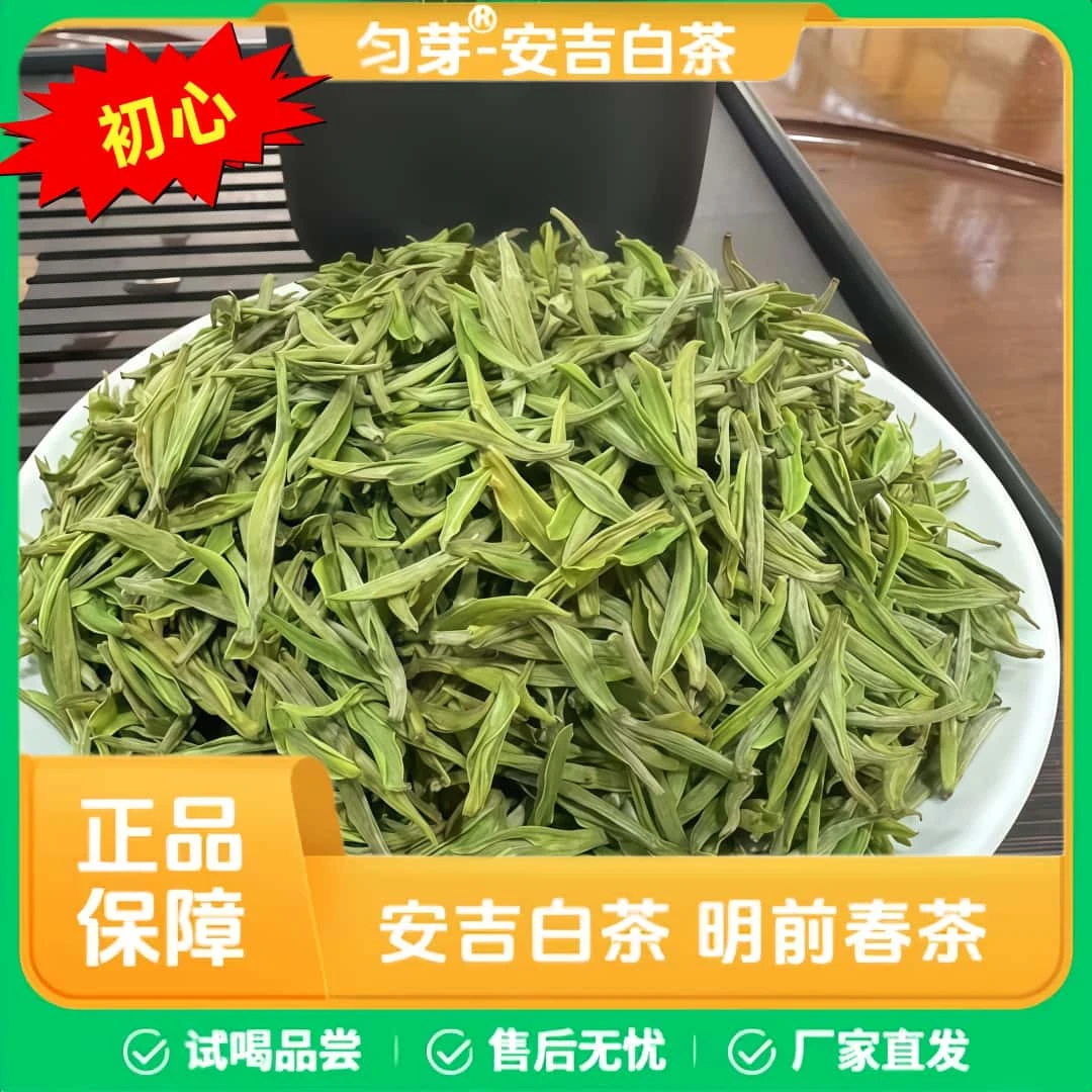 匀芽安吉白茶 【初心】2025春茶头采  肥芽 兰花香 正宗原产地