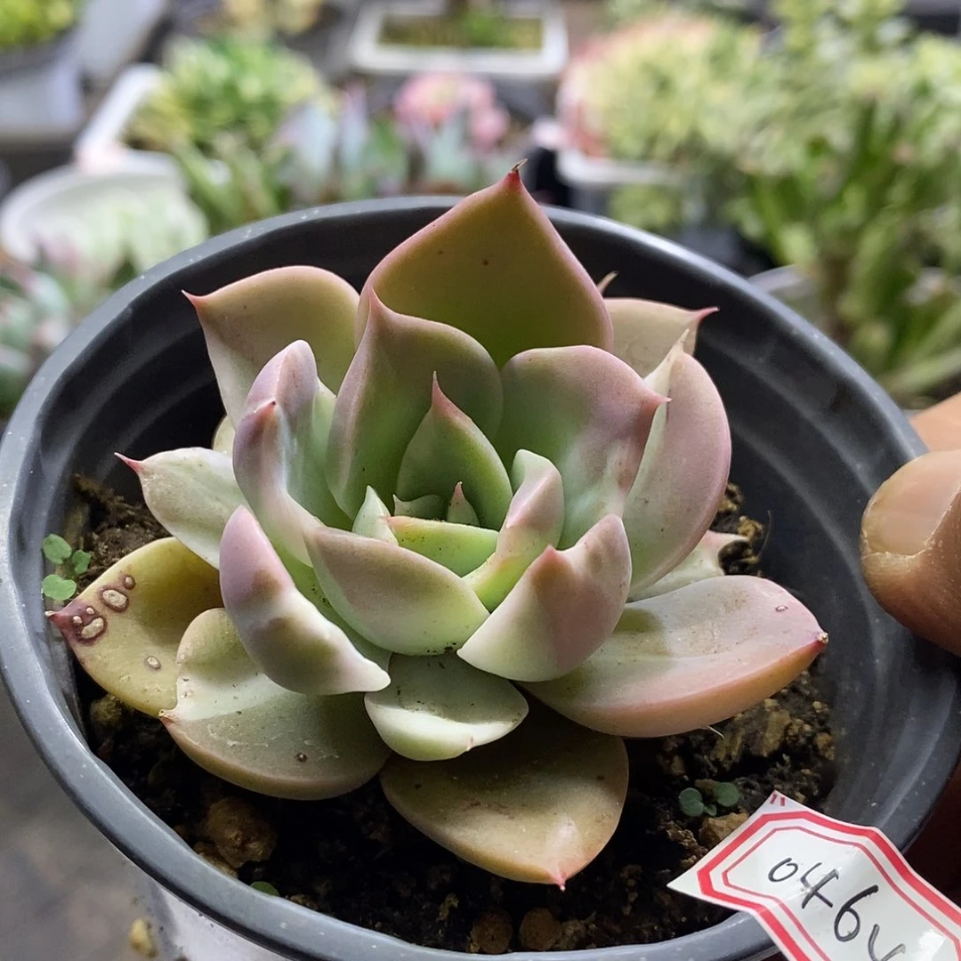 0464不知名锦多肉