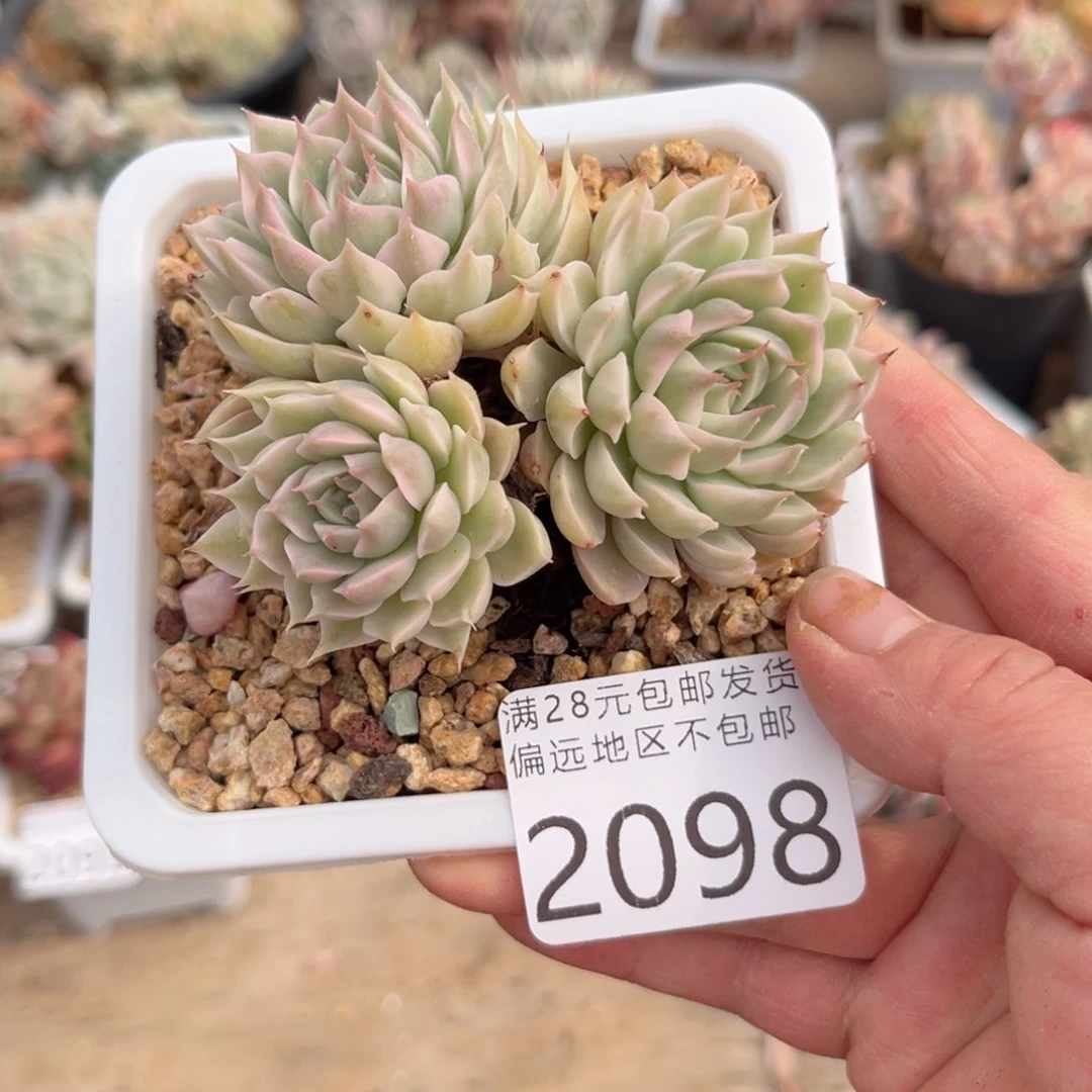 大2098（g d v c b vv b b