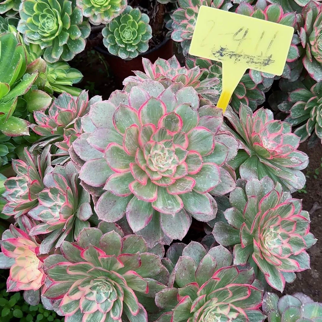 2-411---多头多肉植物