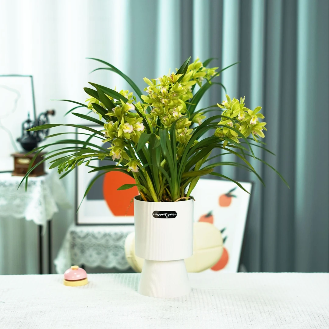 带4支花剑起香水香兰带花剑带花苞开花浓香型带白色奖杯花盆