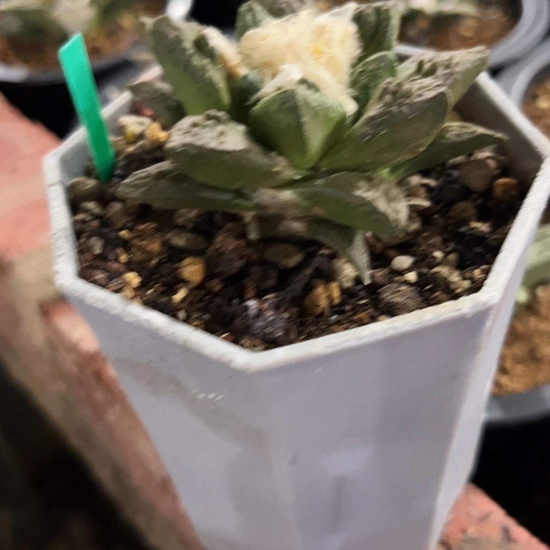 11号实生短尤龙角龟