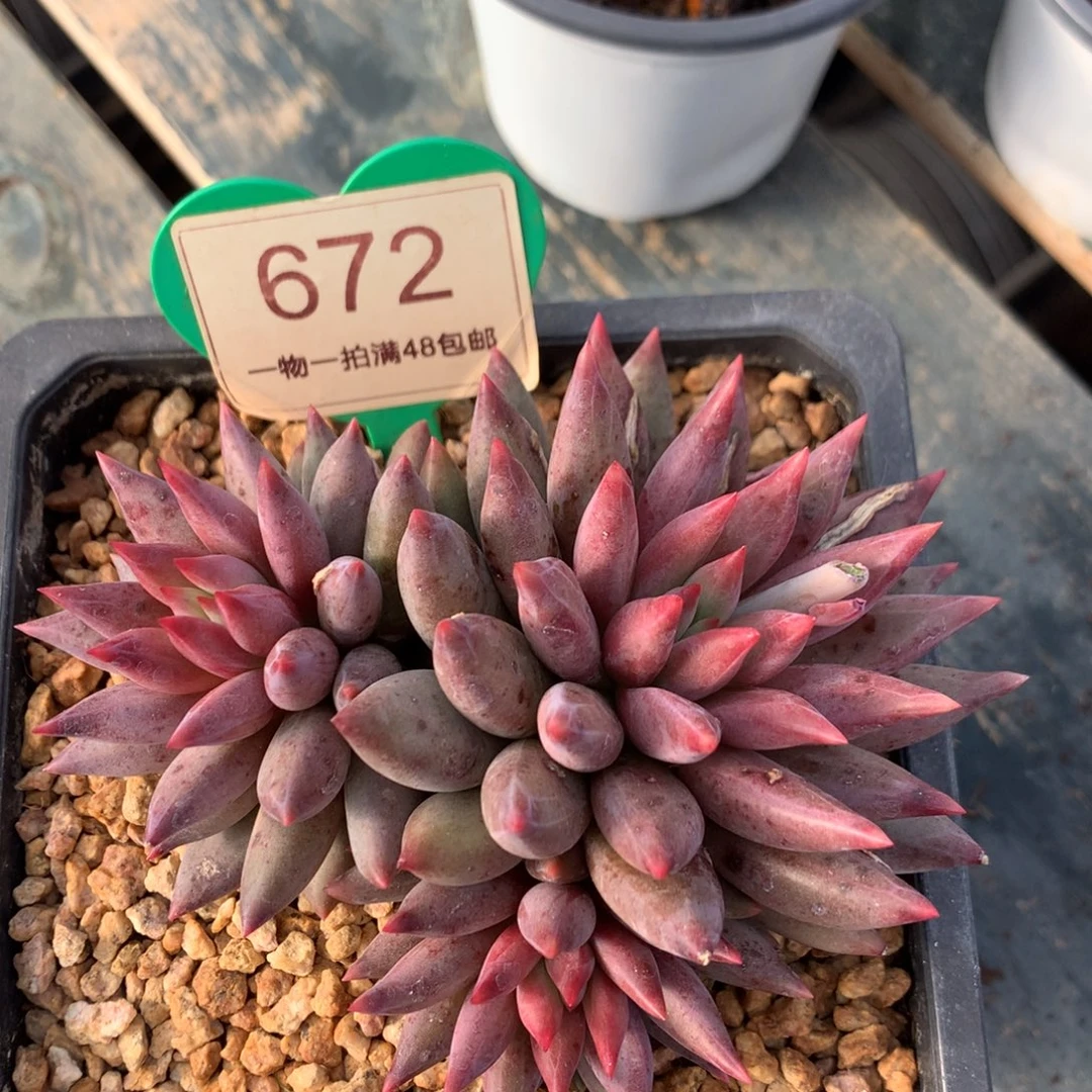 虞美人羽毛纹彩体672