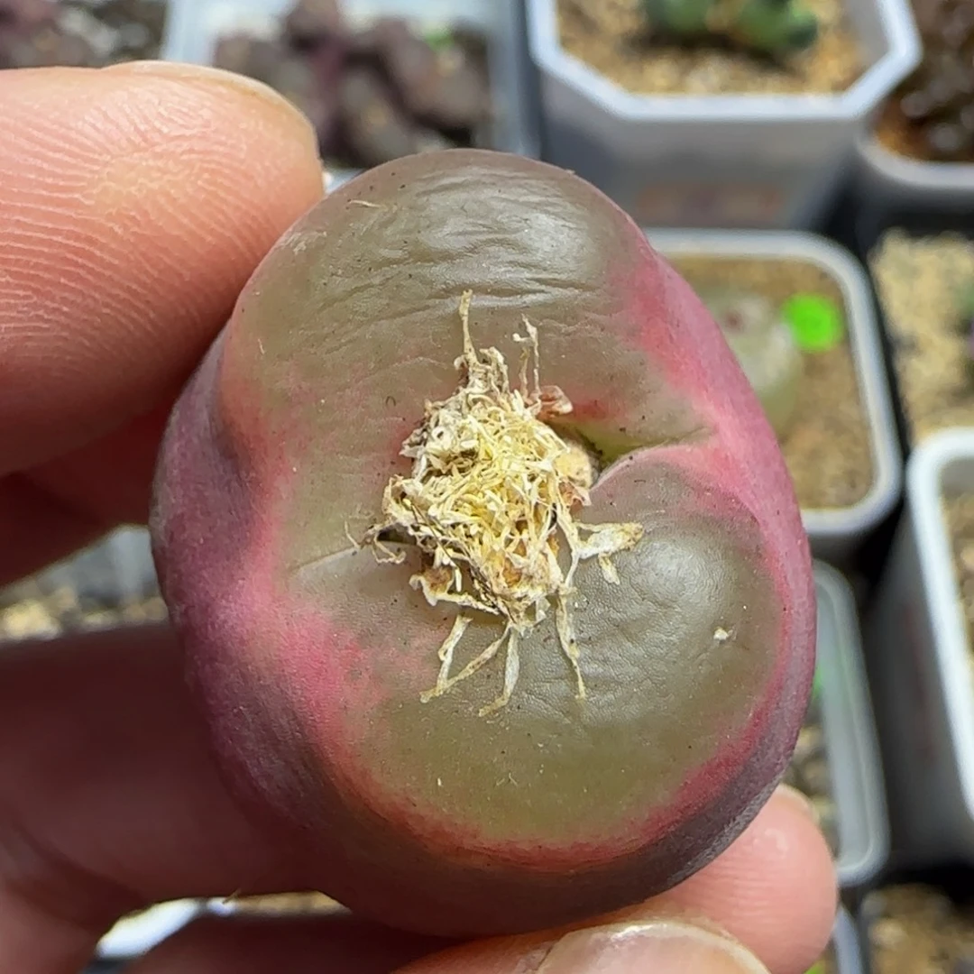 透窗2.9多肉植物454