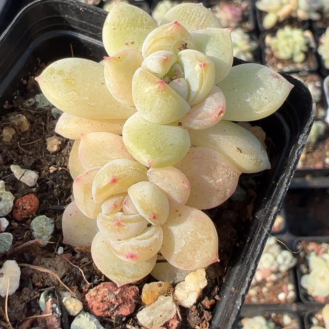 小卡拉米糖心一物一拍