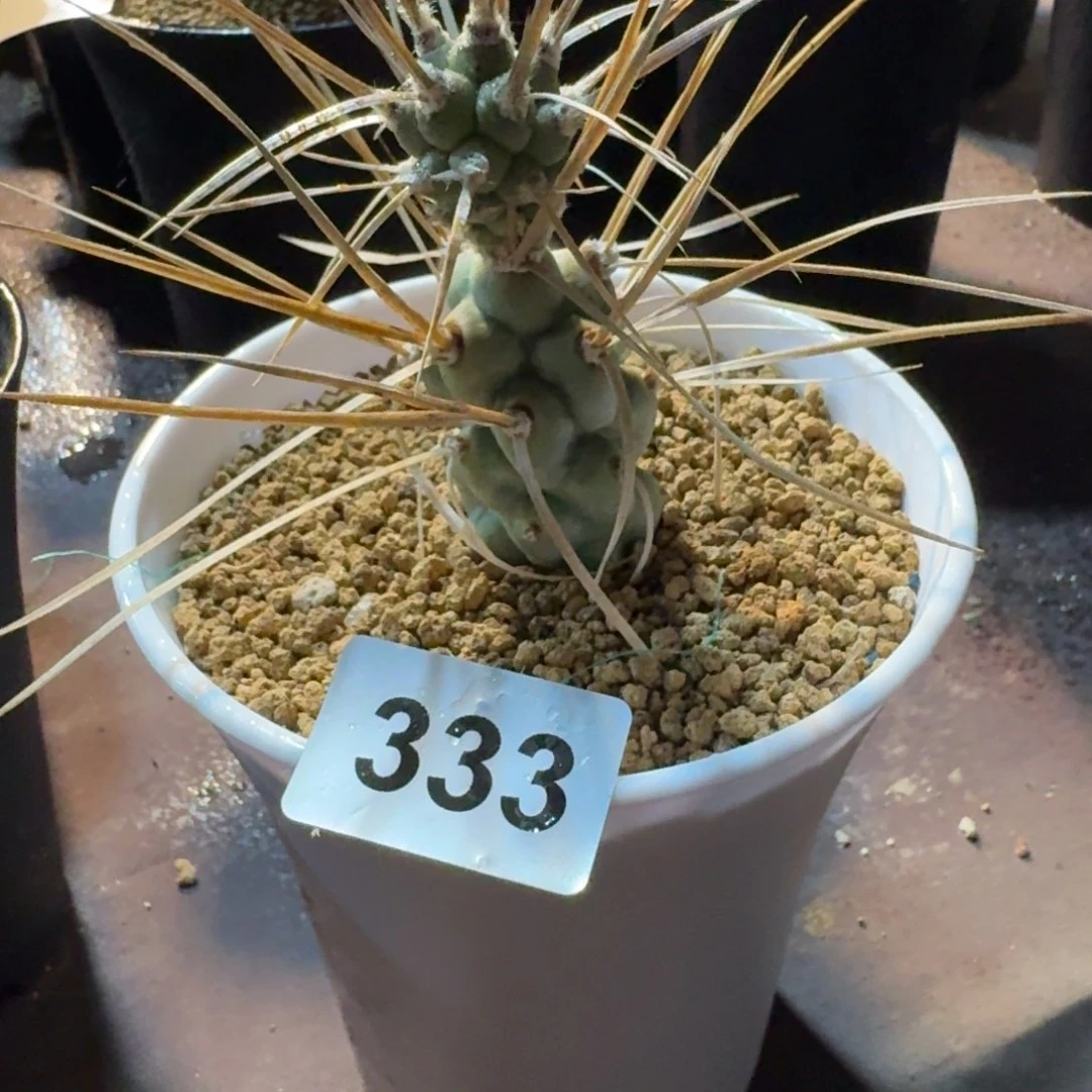 崔***崔仙人球团扇一物一拍