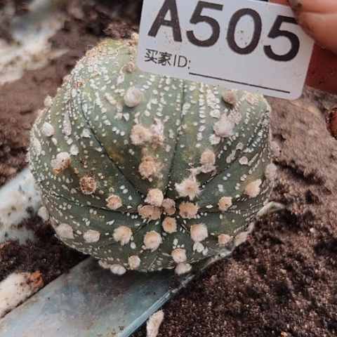 完全开放505嫁接兜