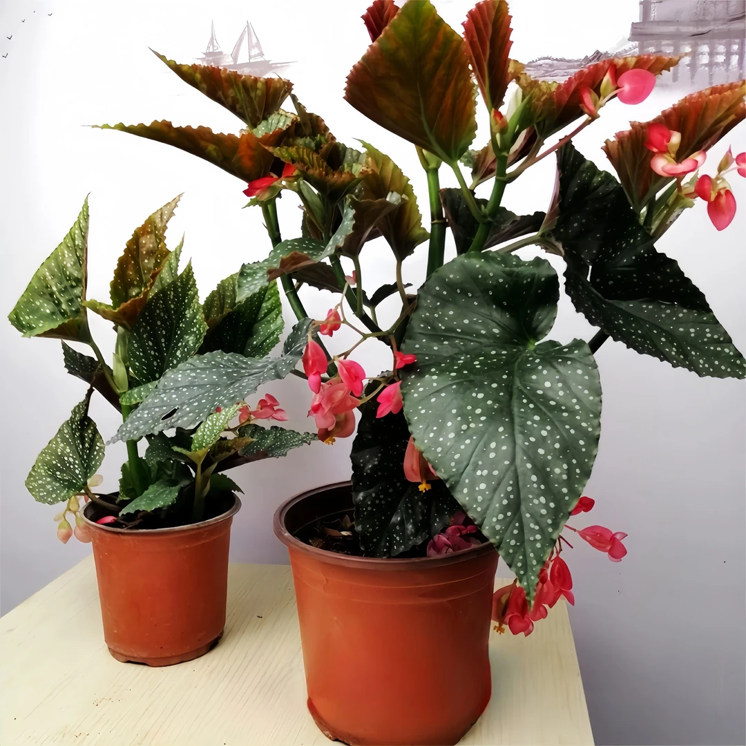 竹节海棠花卉盆栽大叶斑点易活四季阳台观叶秋海棠木本绿植物好养