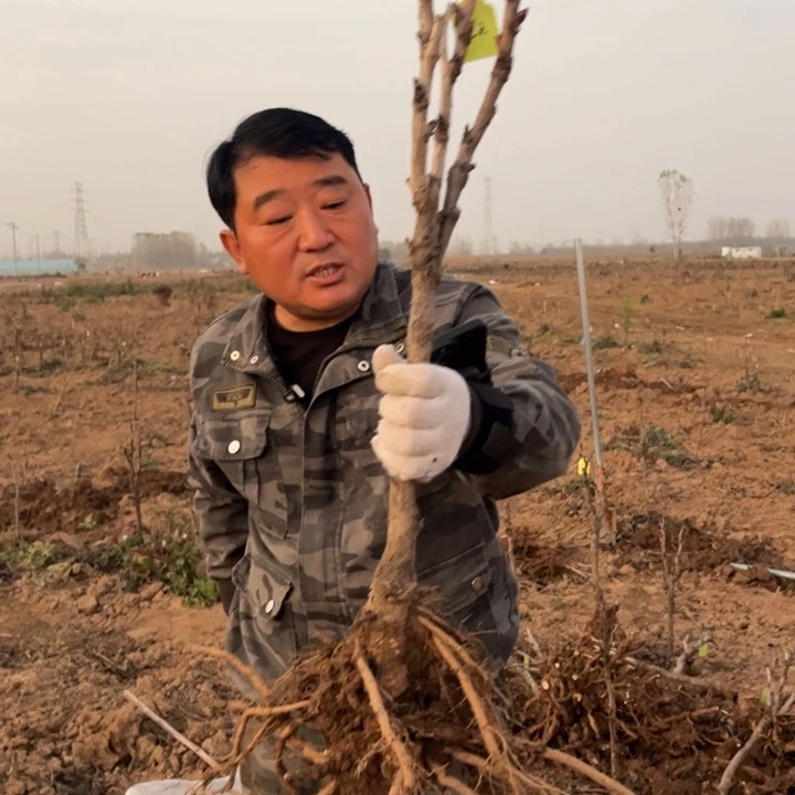 【闪购商品】当前无花栽培后可以开花花王2