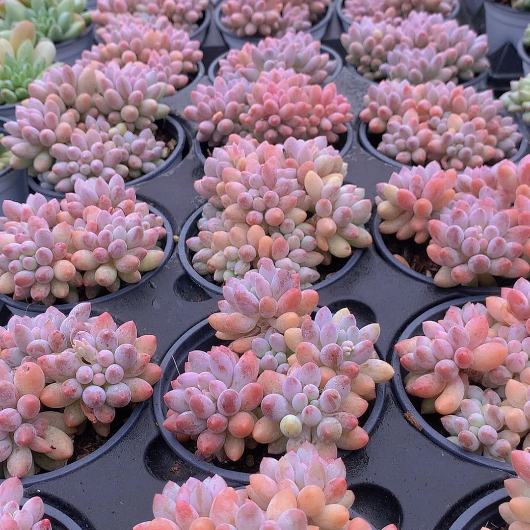 樱花奶3577889999990