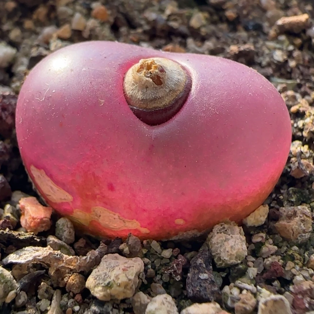 【闪购商品】21704