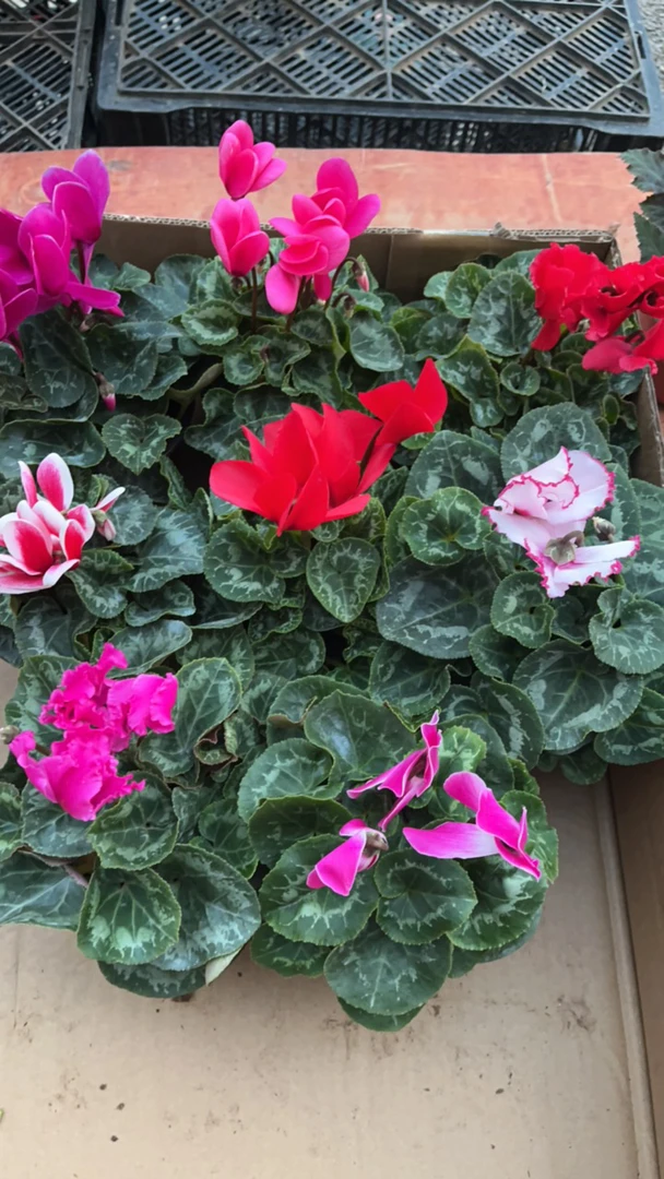 仙客来颜色随机，生花苞发货