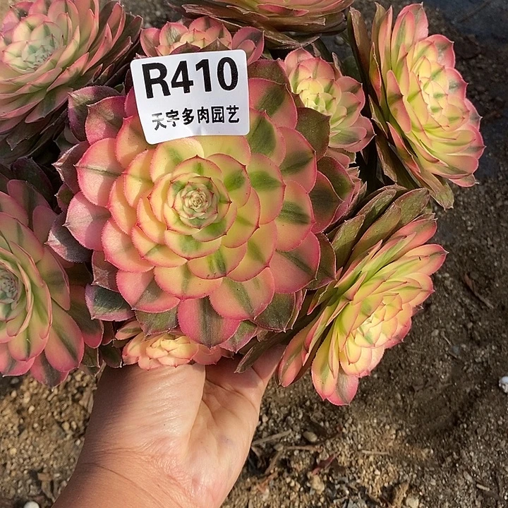 多肉植物荔枝410多肉