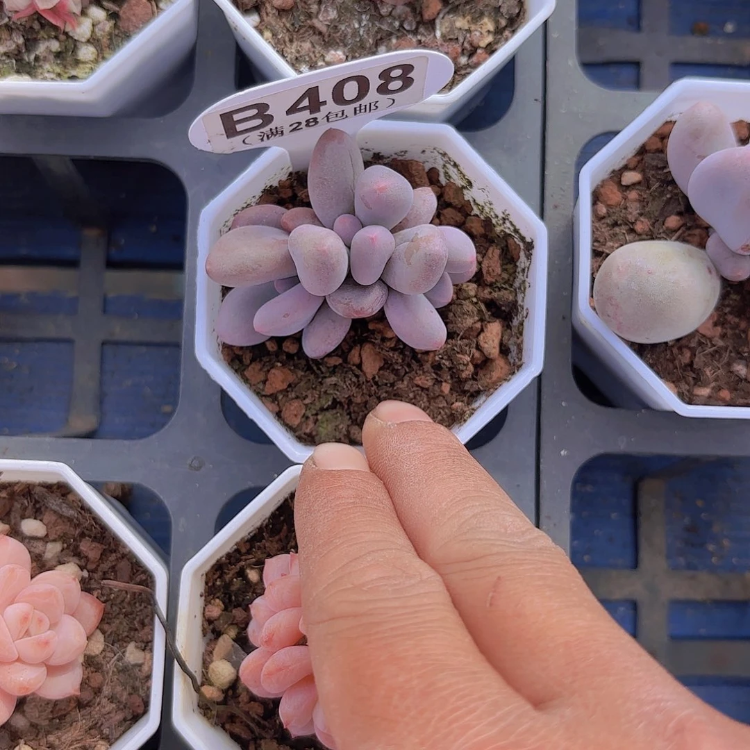 B408Mike奶一物一一拍