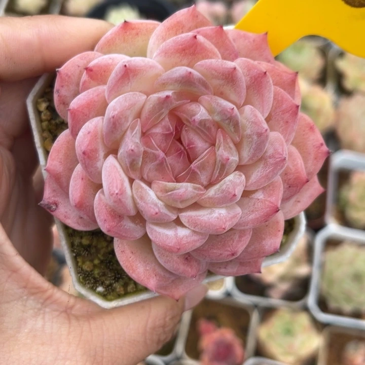 P糖珍妮母本单头186