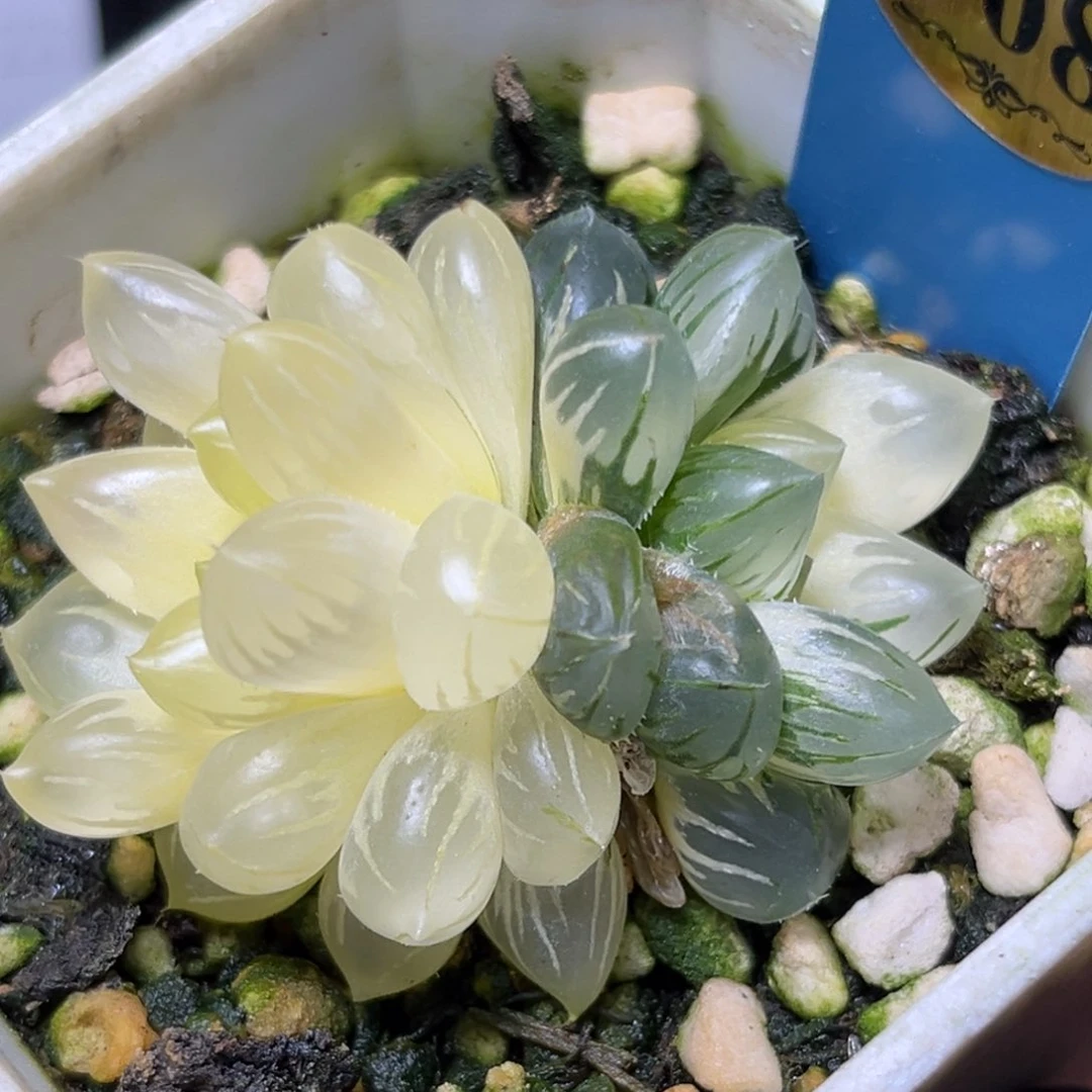 恭喜发财大吉大利708