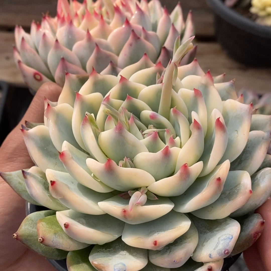 ?****。吉娃娃锦多肉植物
