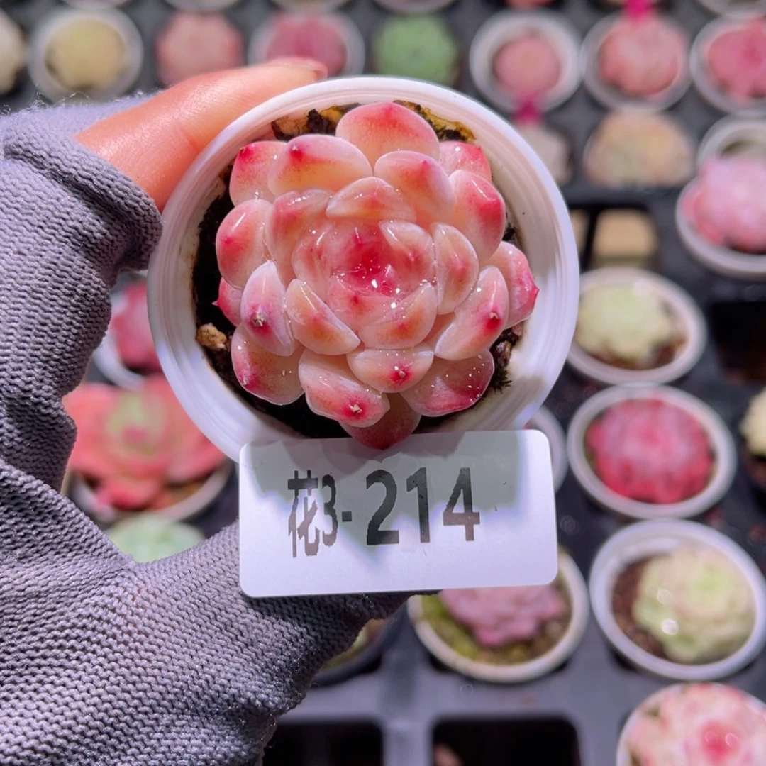 花03214秘境冰魄