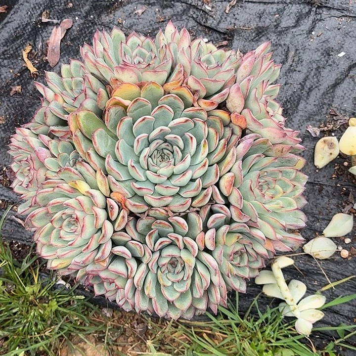 圆***媛荷花手捧，一物一拍