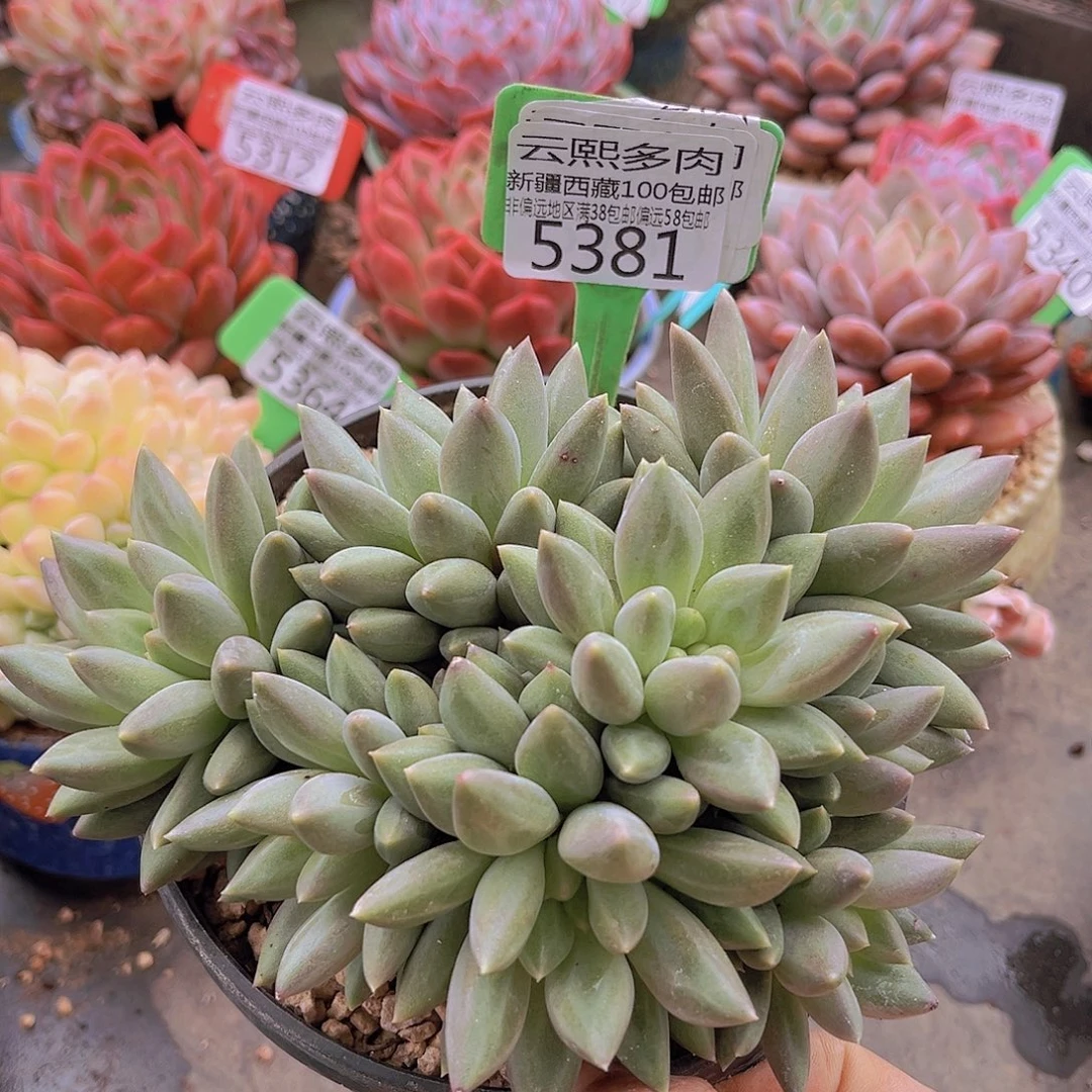 5381黄体红蜻蜓。