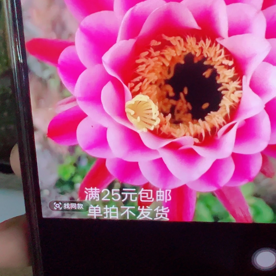 毛花柱 紫罗兰 侧芽 满20包邮