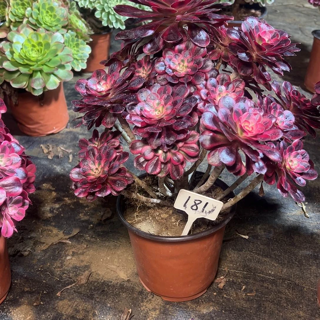 岁**好181多肉000000000000