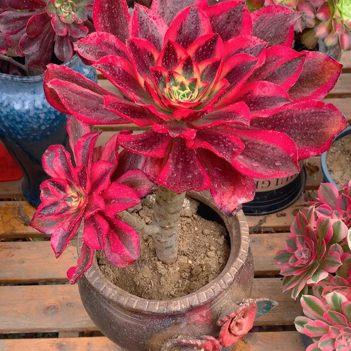 我****起999魅影精品法师多肉