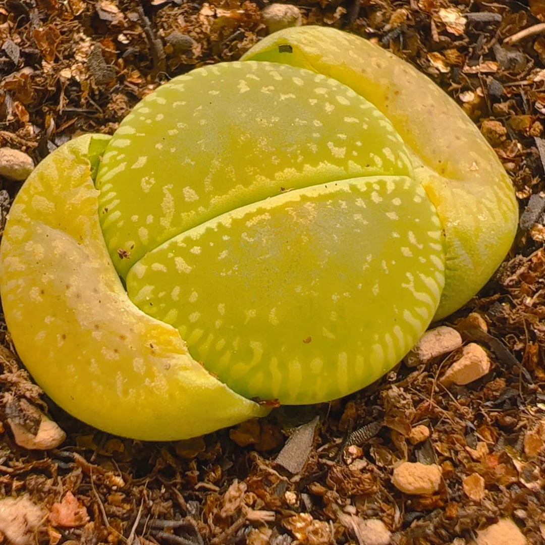 绿光阳多肉植物百科