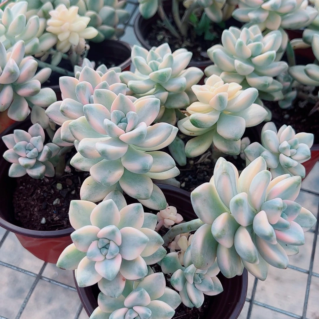 美杏锦整装整群三盆