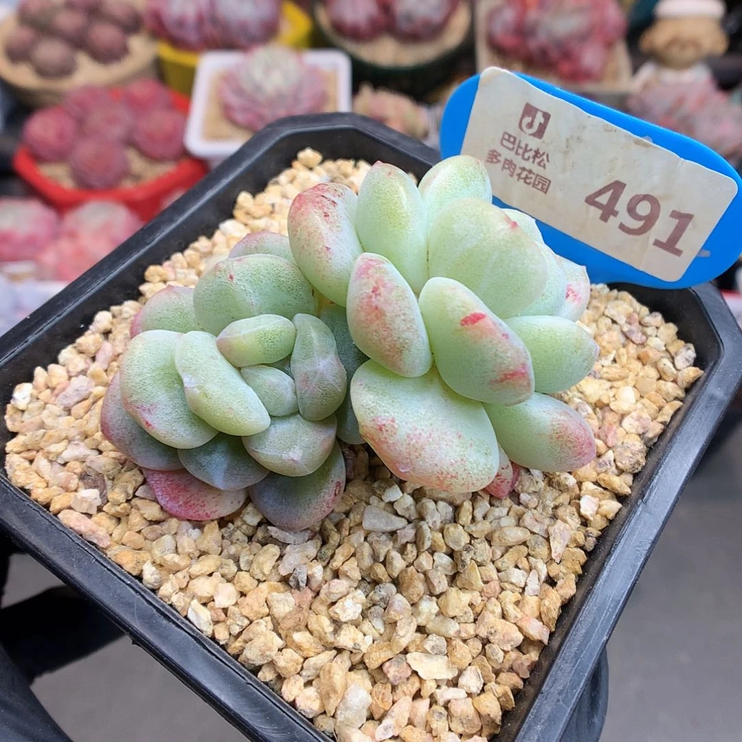 491 冰玉石化多肉