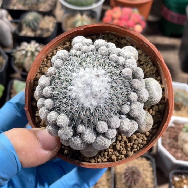 323大乌月丸仙人球