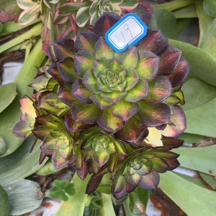 19嫁接海王七彩法师锦锦