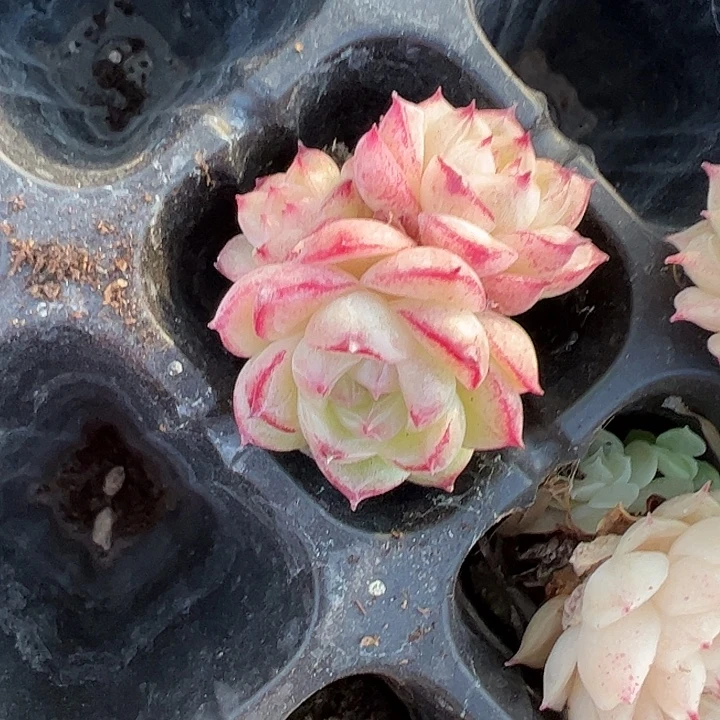 三头边线包子麦秆