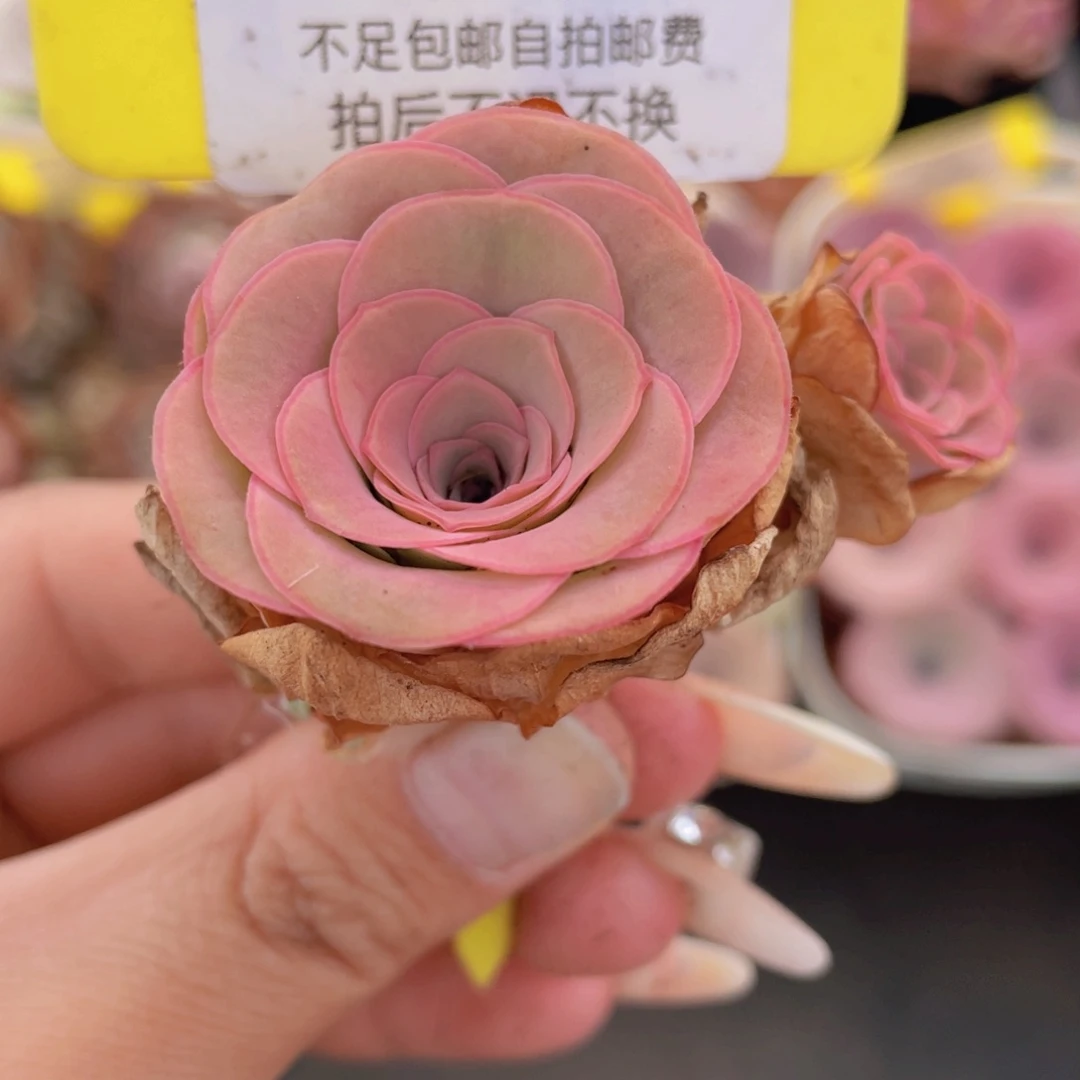 山地玫瑰361满38包邮裸根发货