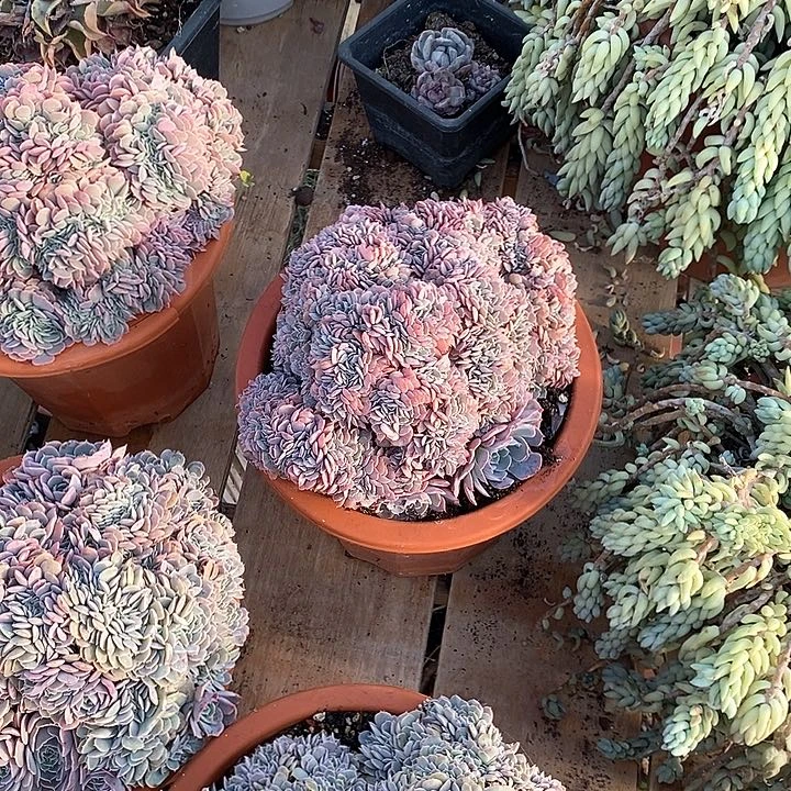 用***2天赐缀化开播福利包邮