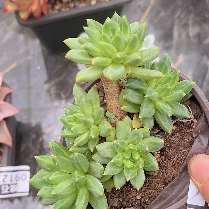 惠兰美人10113多肉植物