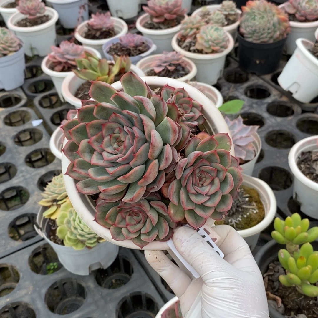 4178猎户座一物一拍