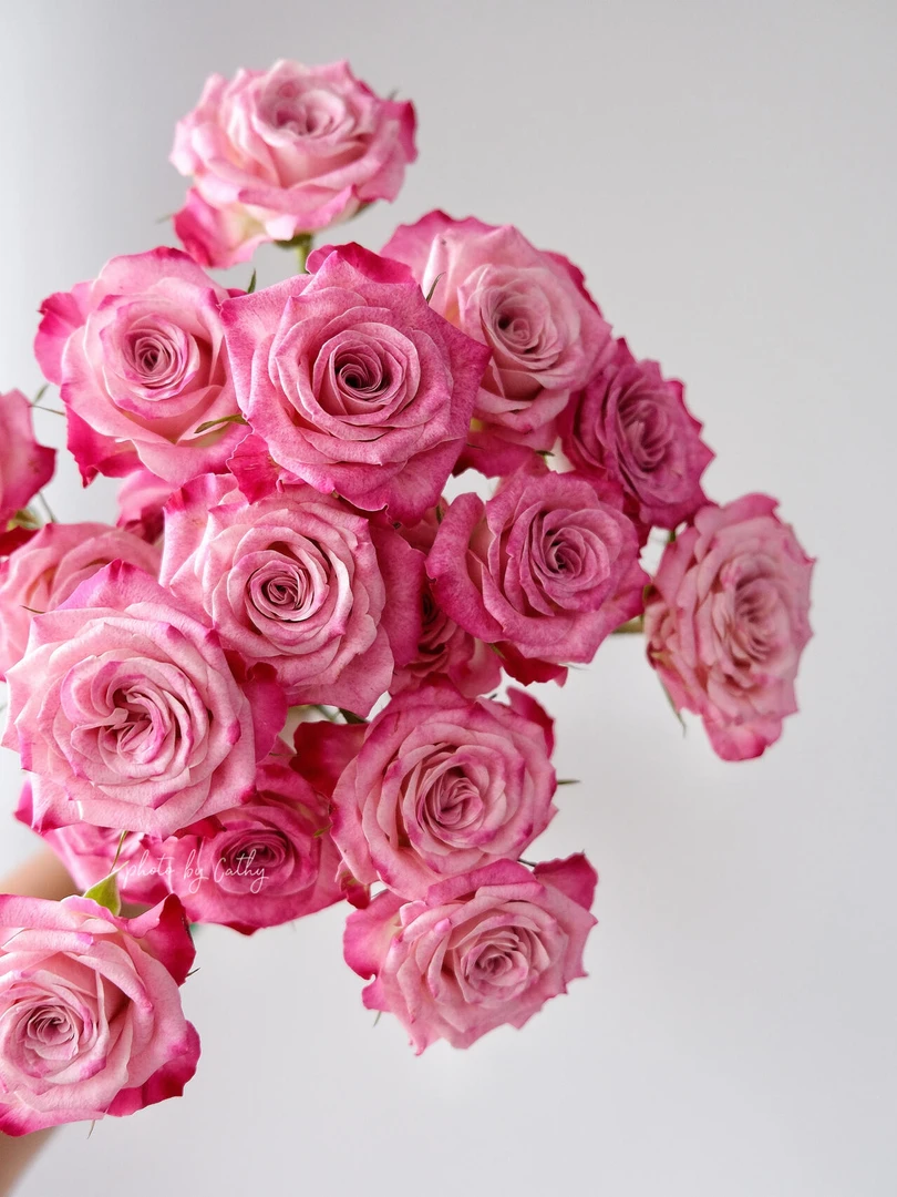 【向云端】花花公子-多头玫瑰