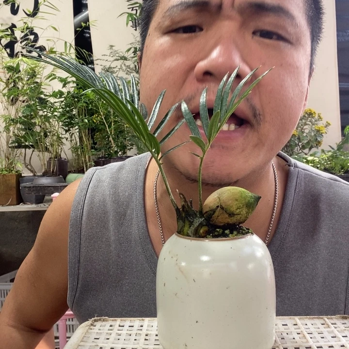 以实际为准盆景绿植盆栽99